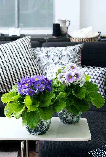 02.Primula.8.low