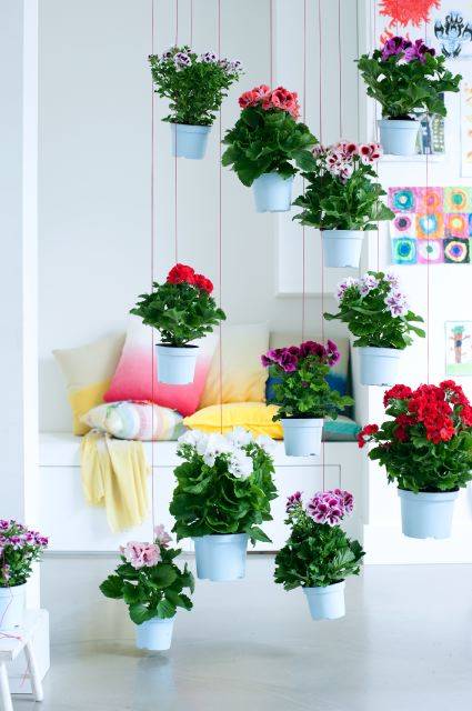Franse geranium