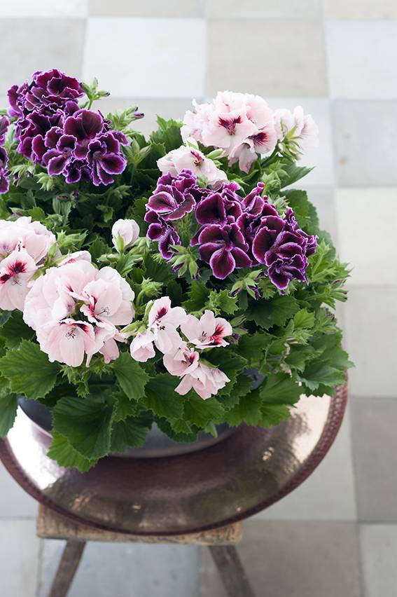 Geranium close up