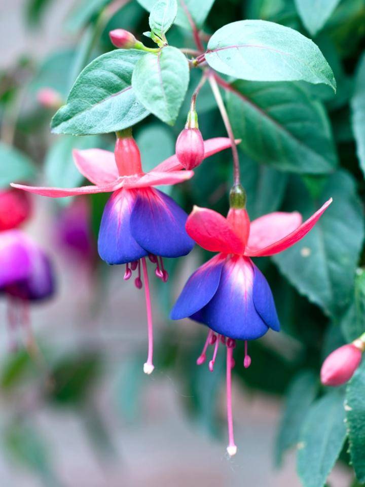 close-up van twee fuchsia bloemen met roze en paarse bloemblaadjes en groene bladeren.