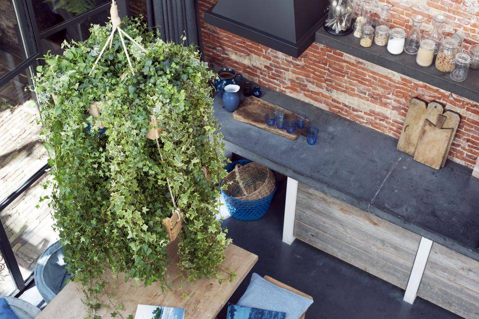 Planten in huis