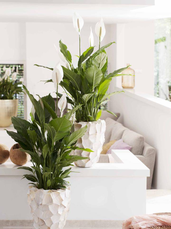 Lepelplant