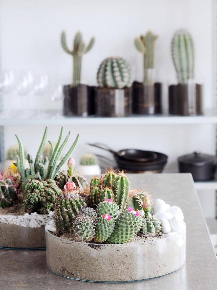 Cactus