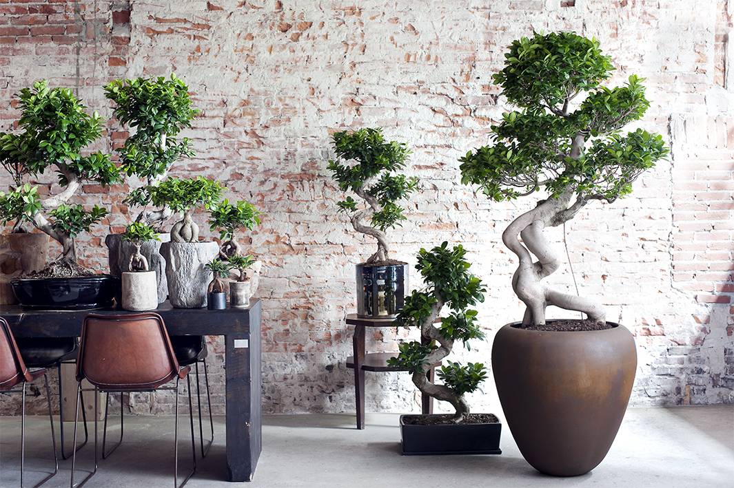 Bonsai (Ficus Ginseng) verschillende soorten