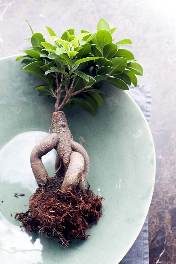 Bonsai (ficus ginseng) met aarde op tafel