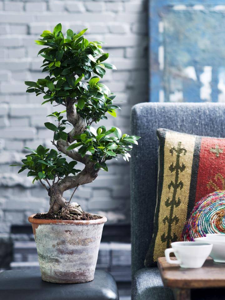 07.ficus_.10