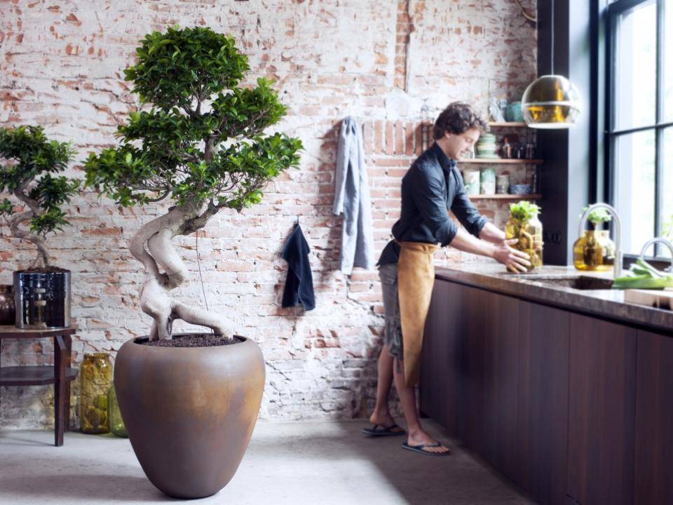 Ficus Ginseng