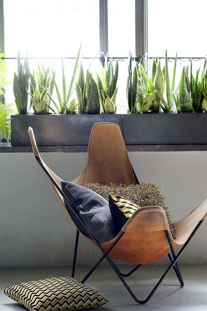 08.Sanseveria.12