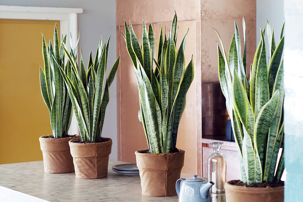 08.Sanseveria.4.low