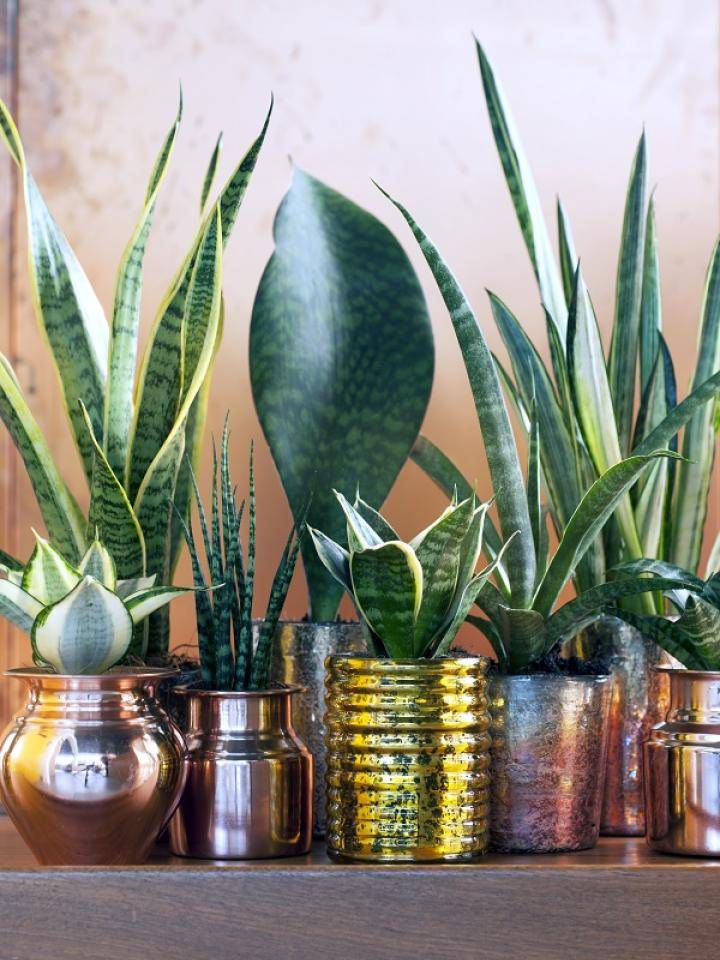 08.sanseveria.5_0 (1)