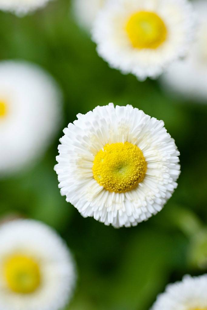 Bellis