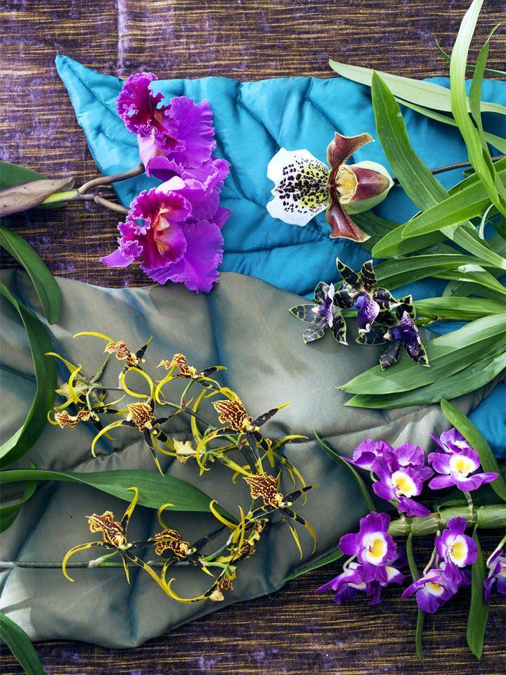 orchidee