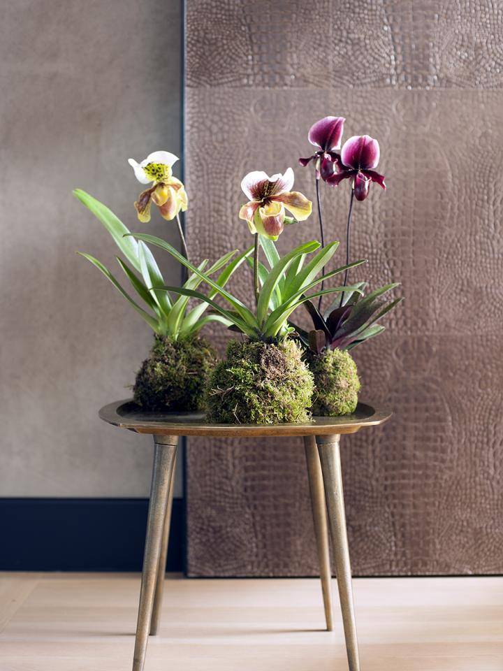 orchidee