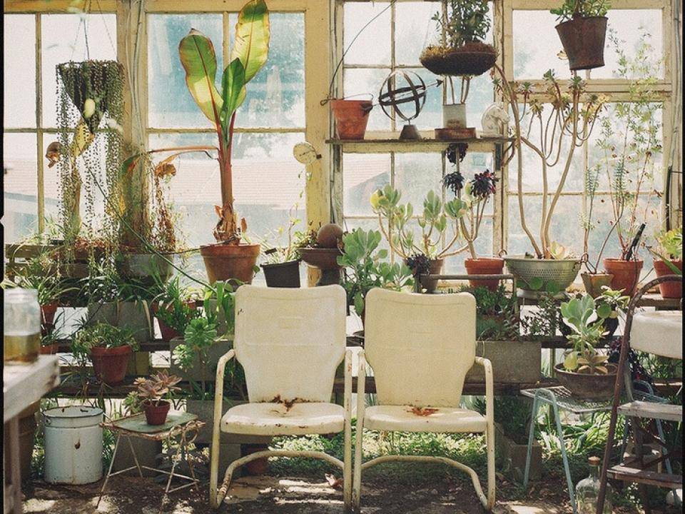 Verschillende planten in een kas