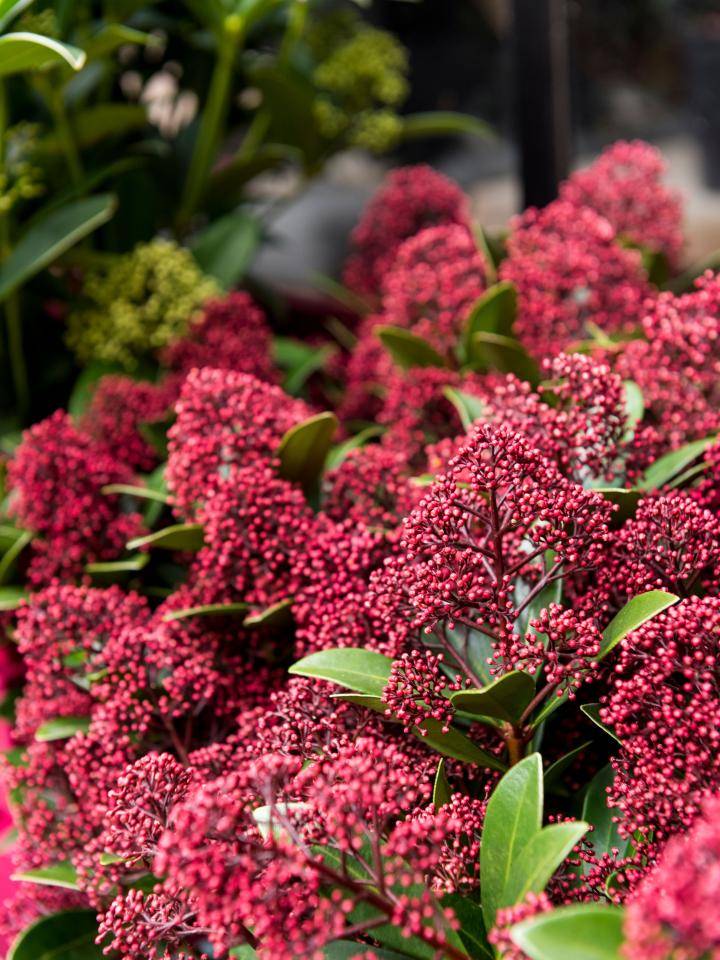 1 skimmia