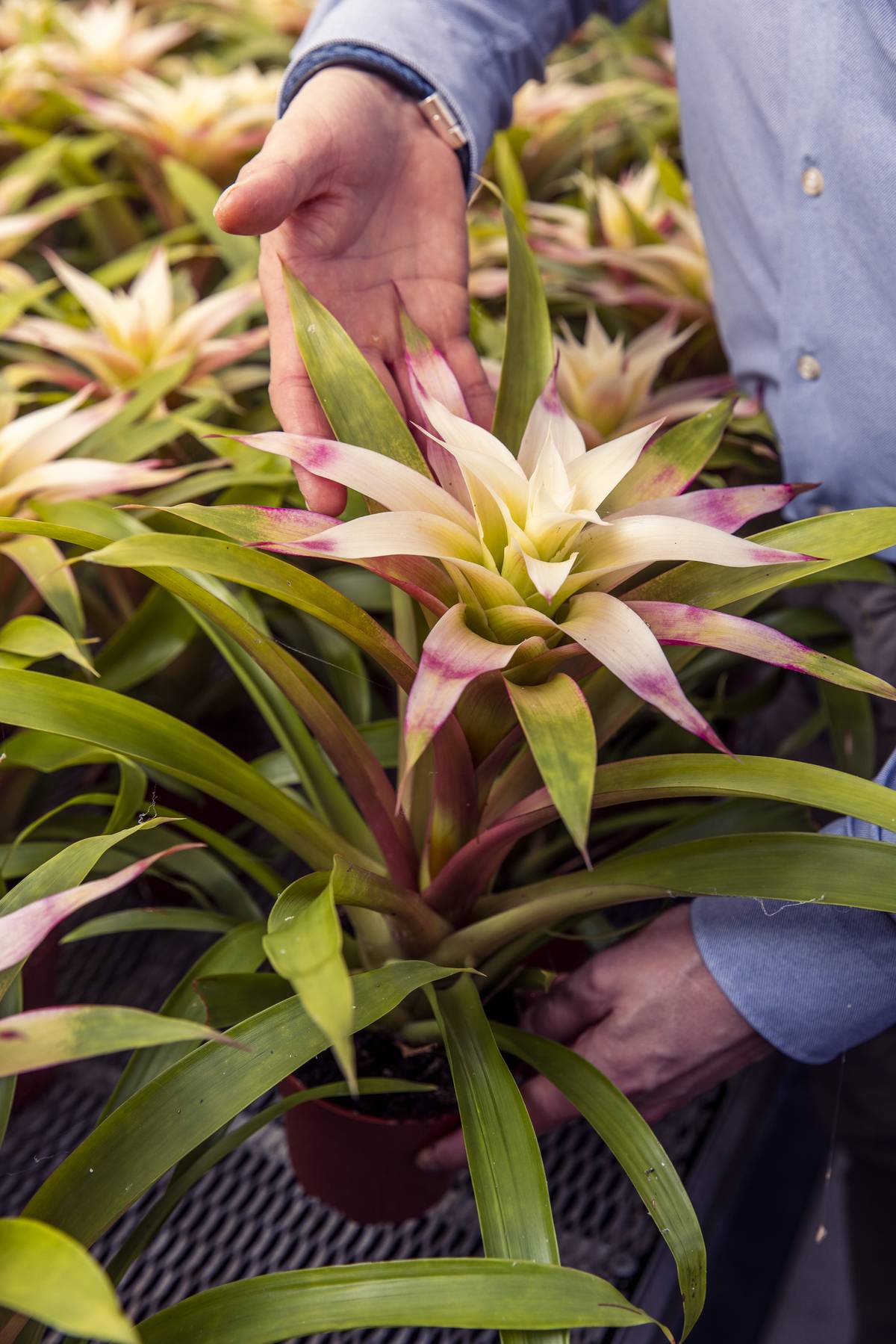 20230224-BBH-Bromelia Specialst-3892-Web