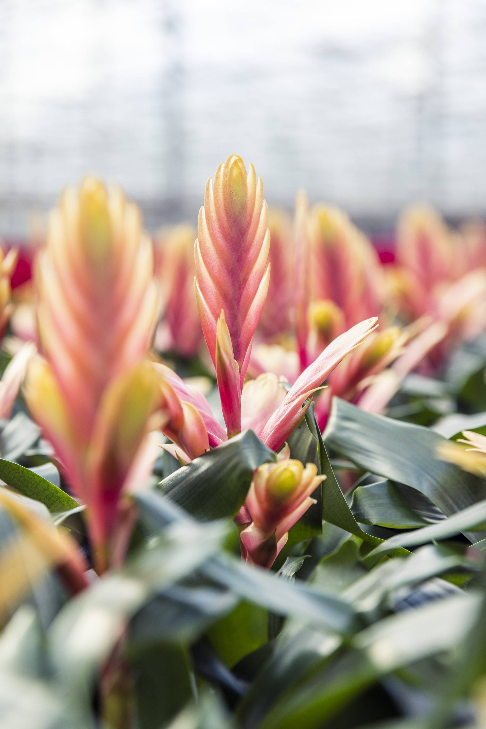 20230224-BBH-Bromelia Specialst-3973-Web