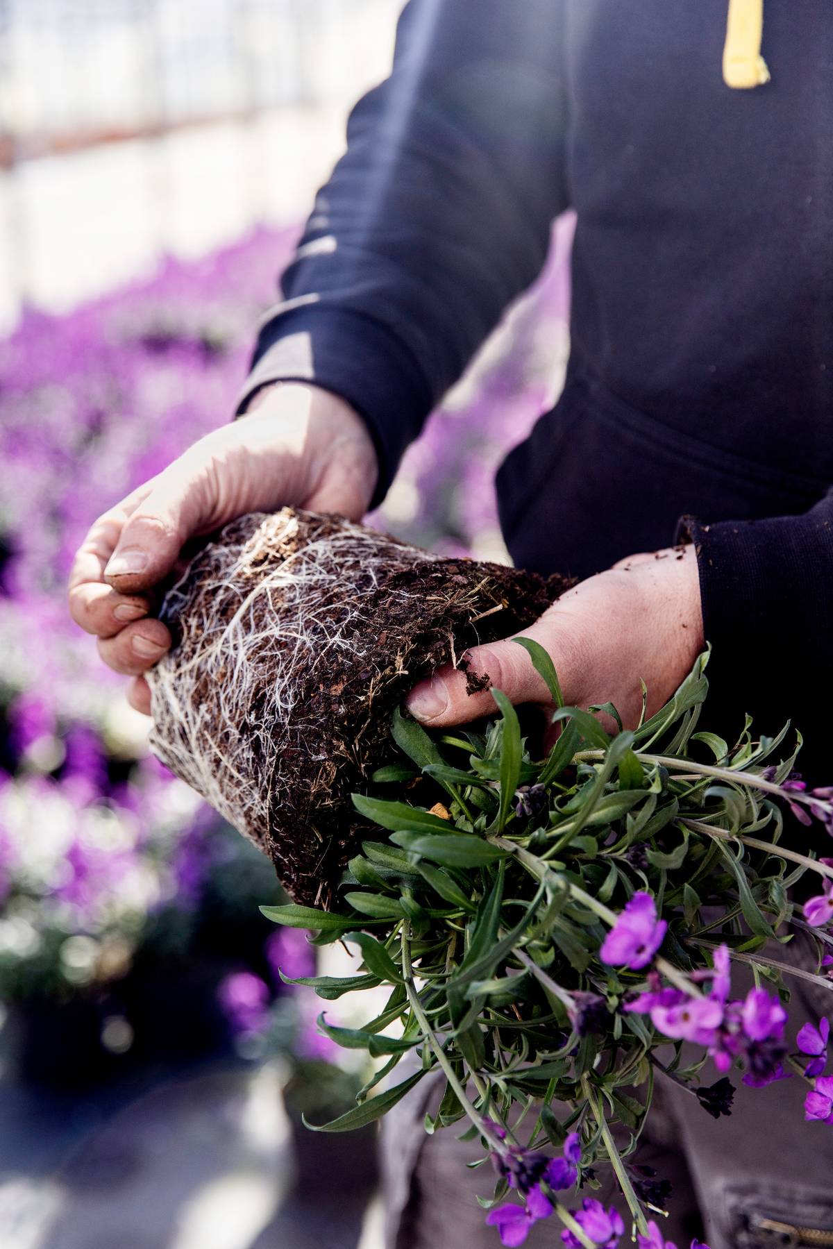 De kweker van Florizon die een van de potplanten laat zien