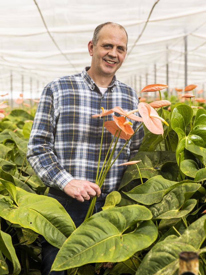 Anthogether Anthuriums