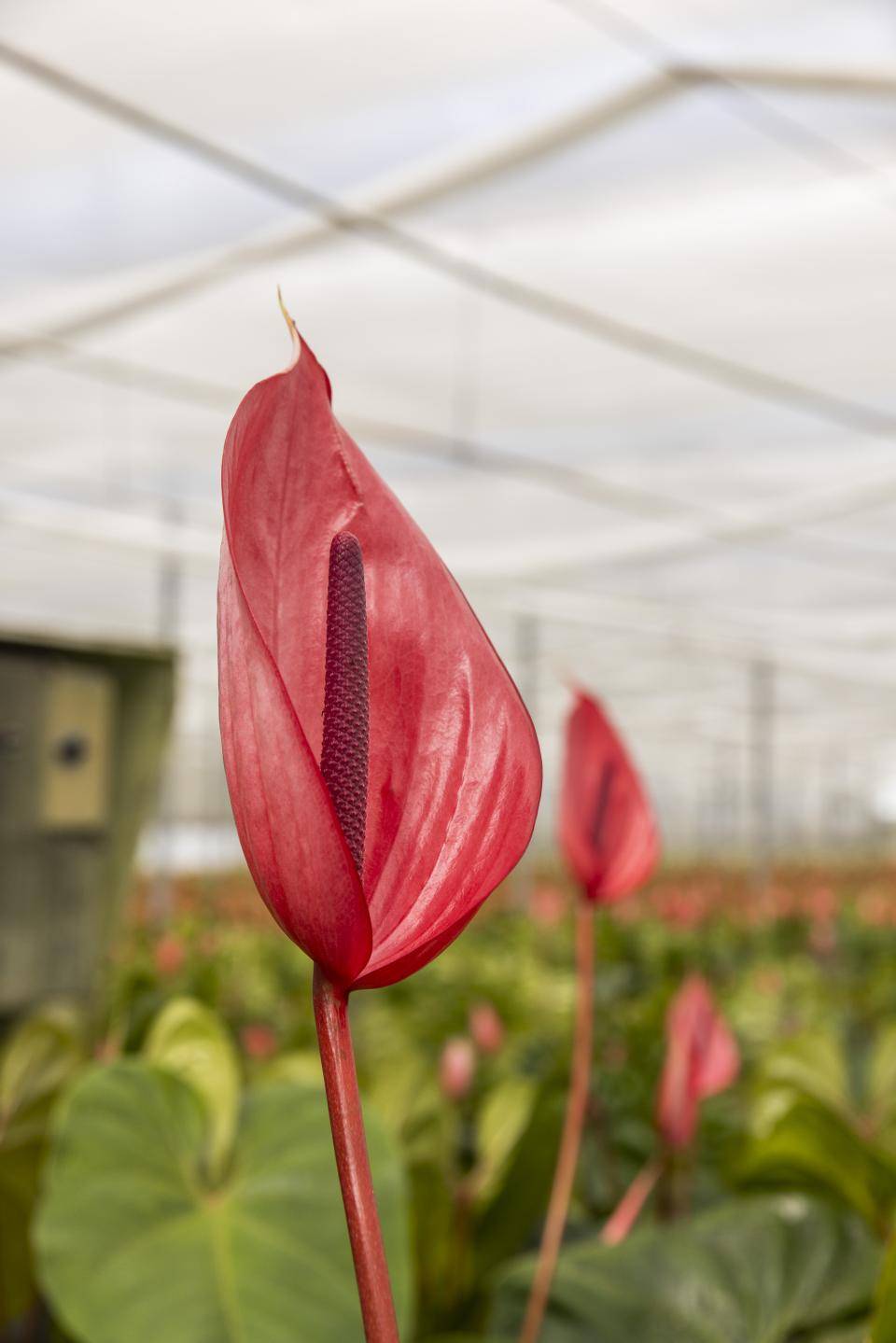 Anthurium