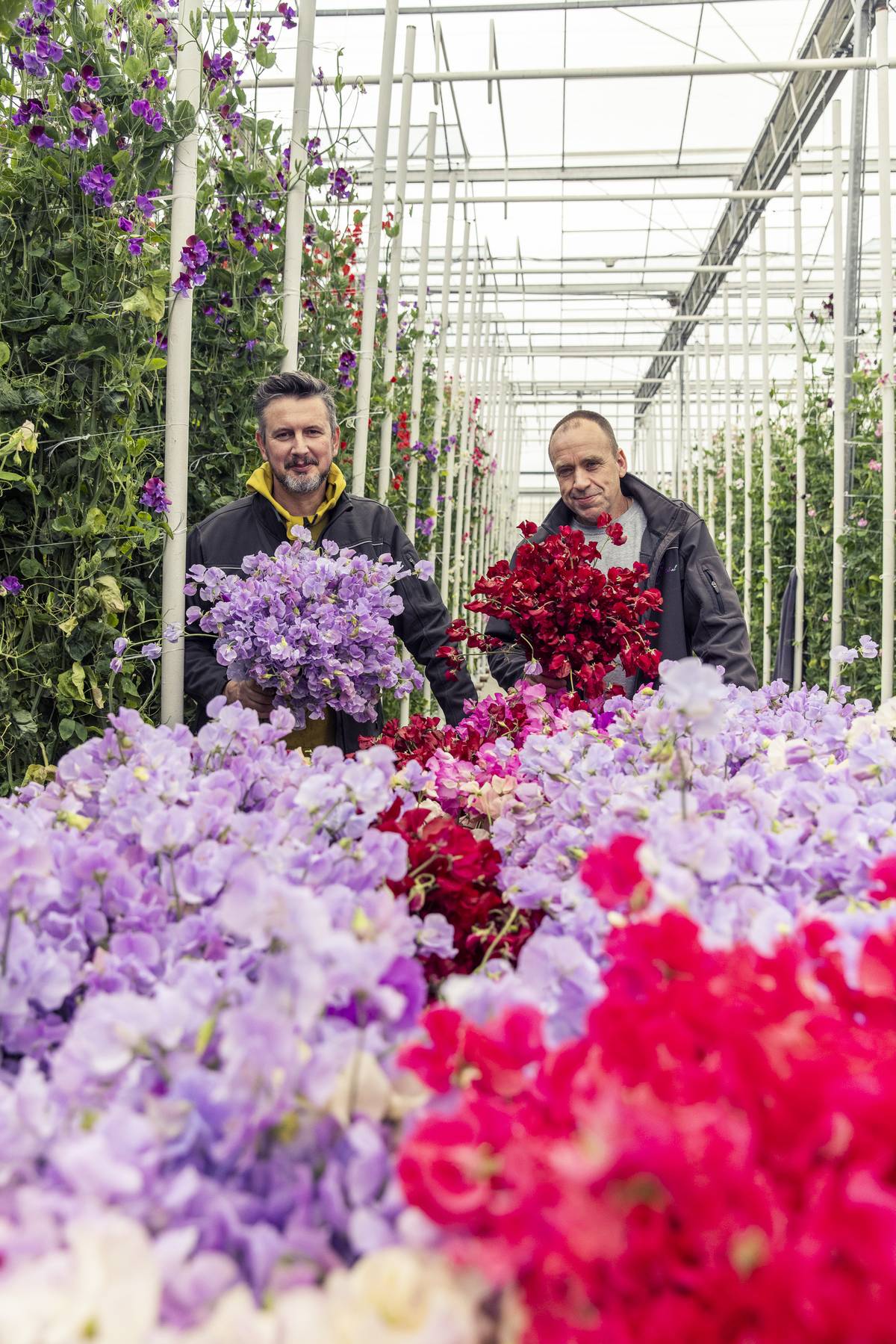 Lathyrus.nl kijkje in de kas bij de kweker