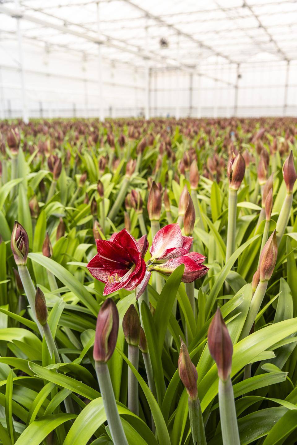 20231122-BBH-Marrewijk-Amaryllis-8540-Web