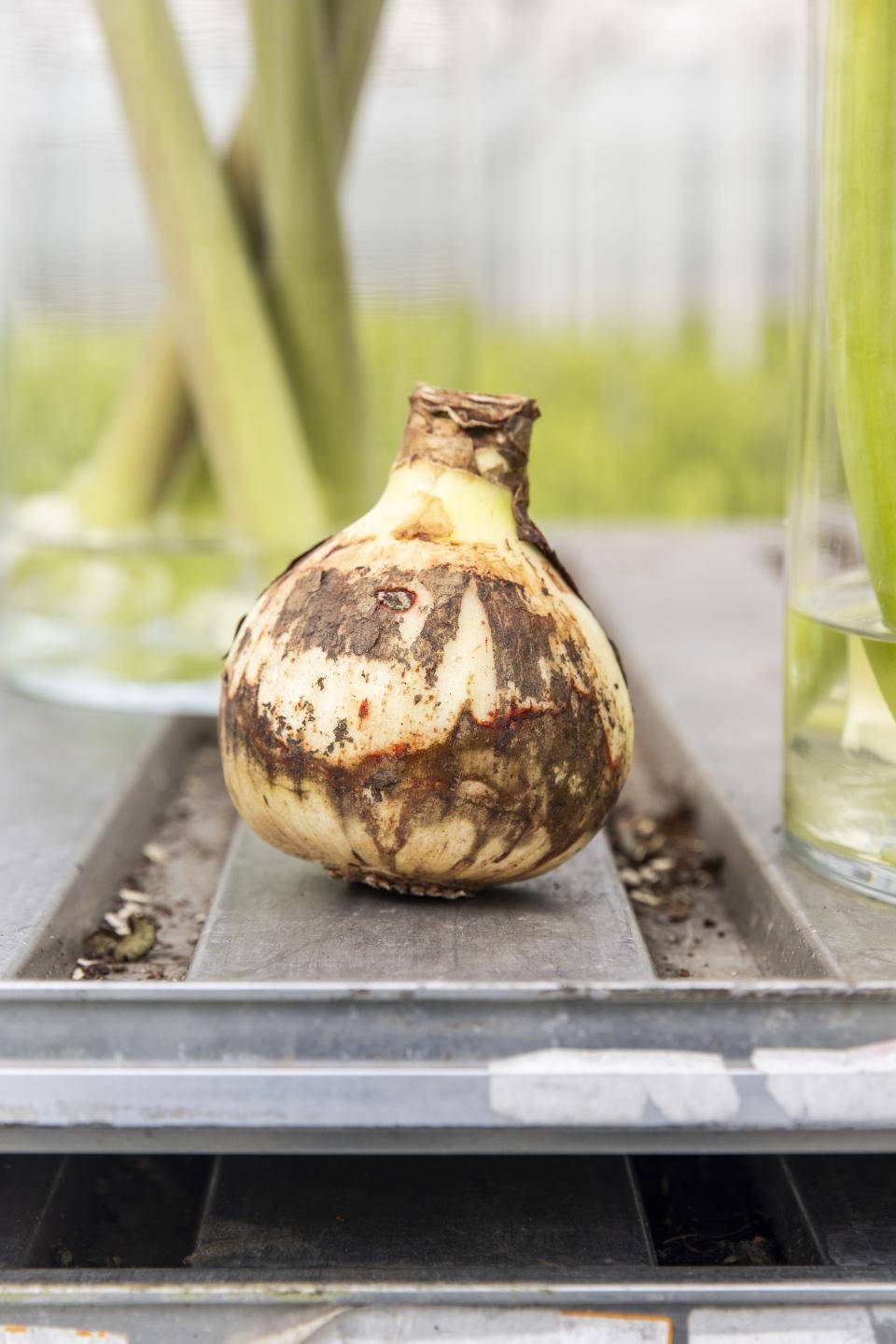 20231122-BBH-Marrewijk-Amaryllis-8548-Web