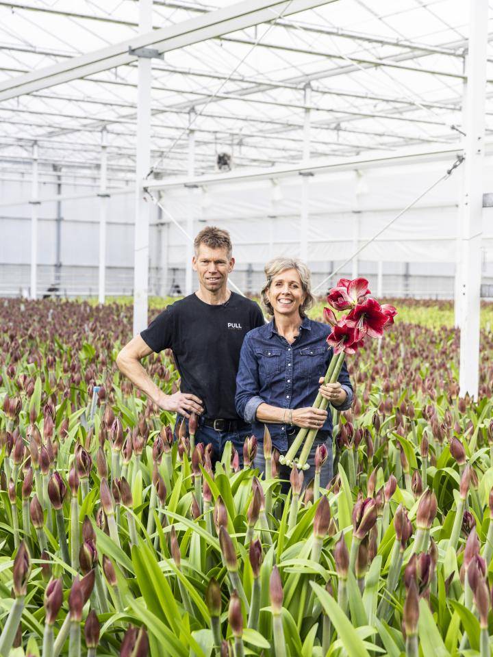 20231122-BBH-Marrewijk-Amaryllis-8608-Web