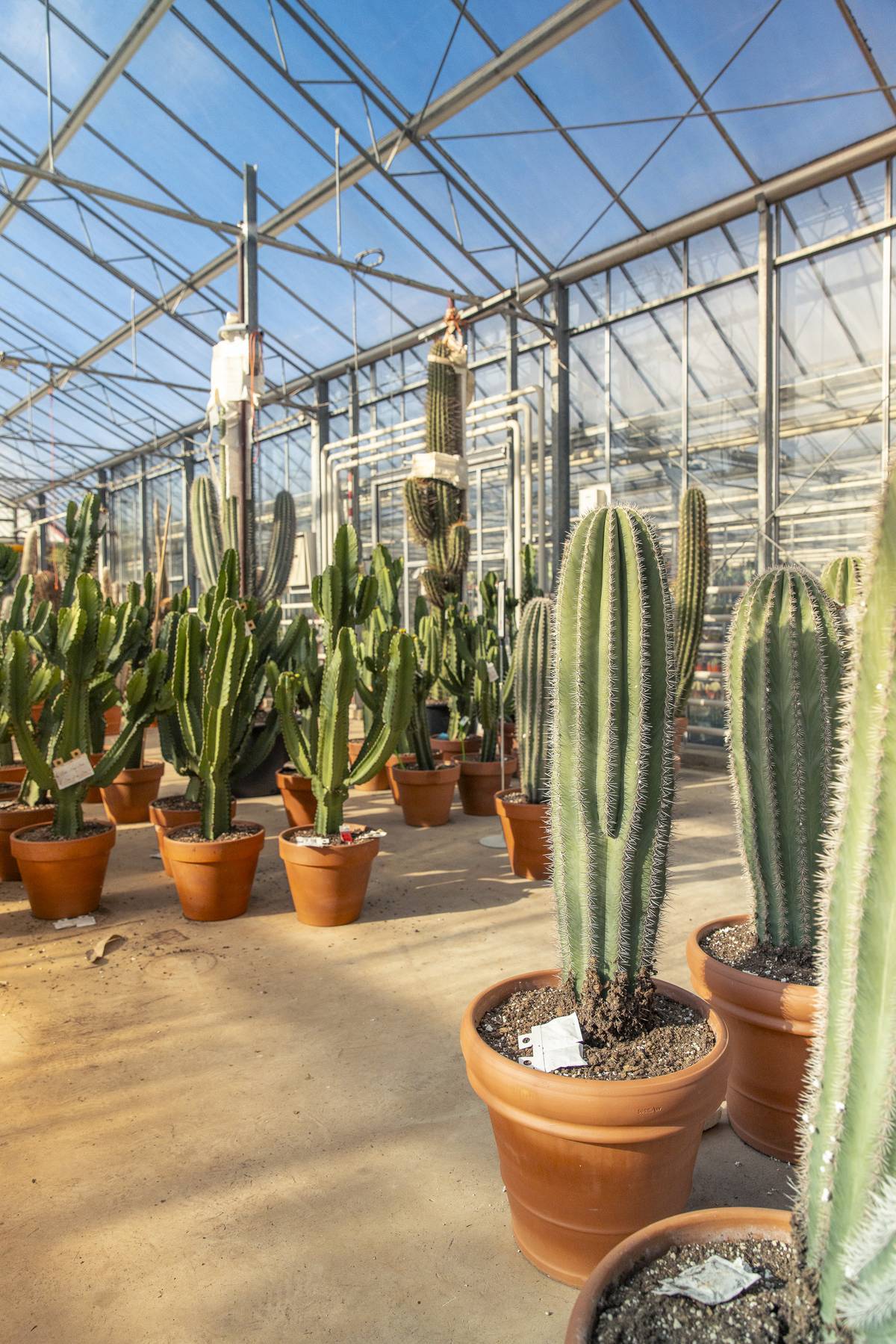 Ubink Cactus