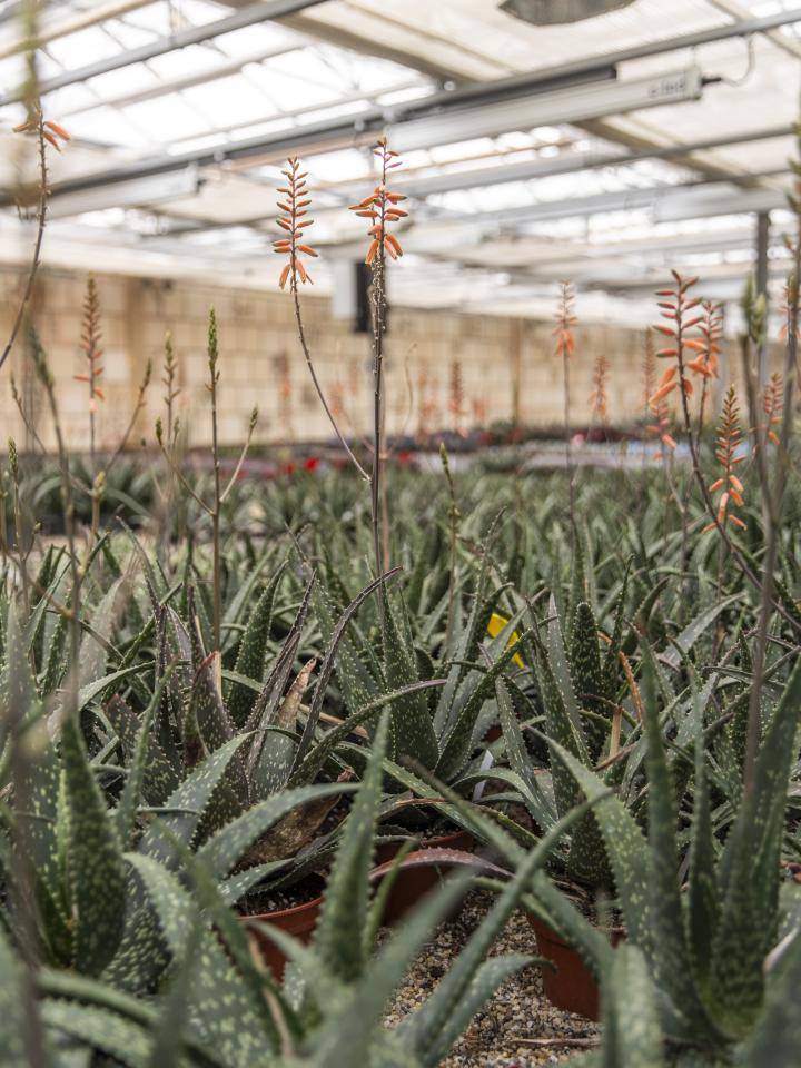 20240228-BBH-AmigoPlant-105-Web