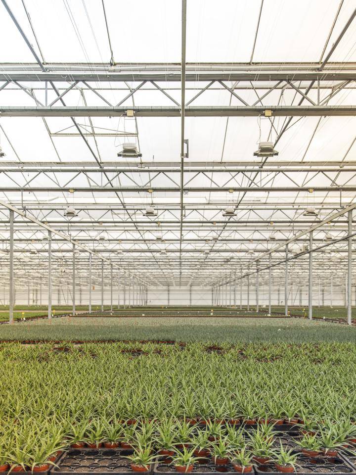 20240228-BBH-AmigoPlant-69-Web