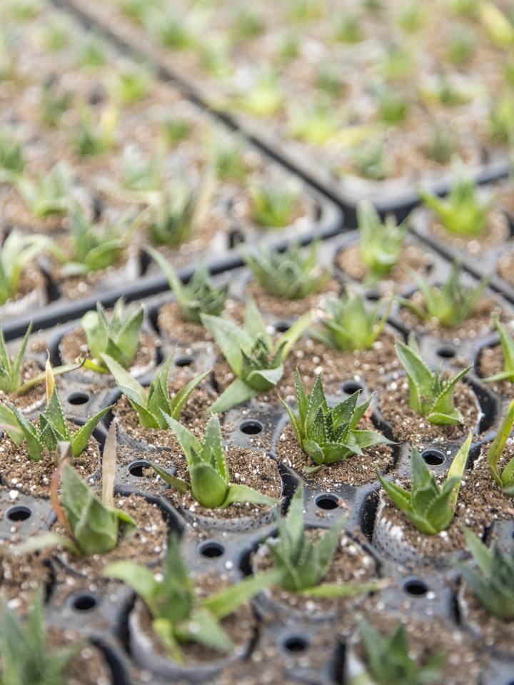 20240228-BBH-AmigoPlant-80-Web