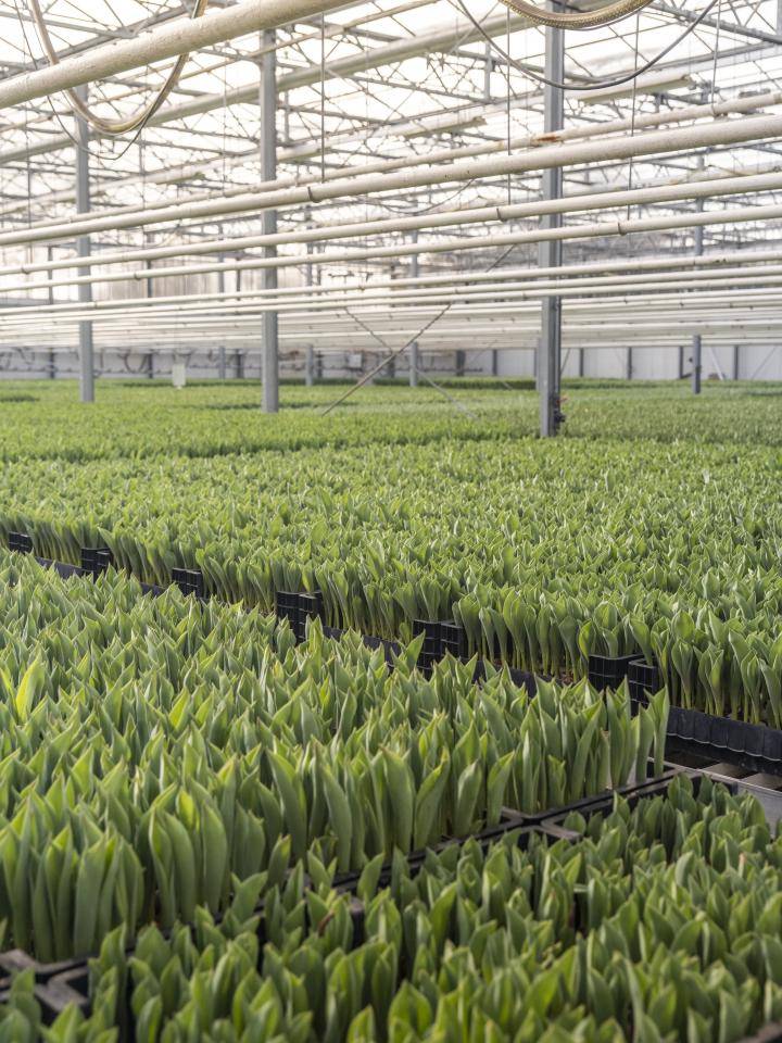 Tulpenkwekerij Smit