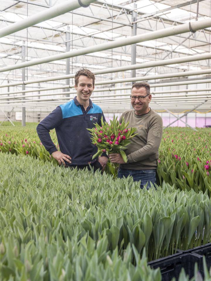 Tulpenkwekerij Smit