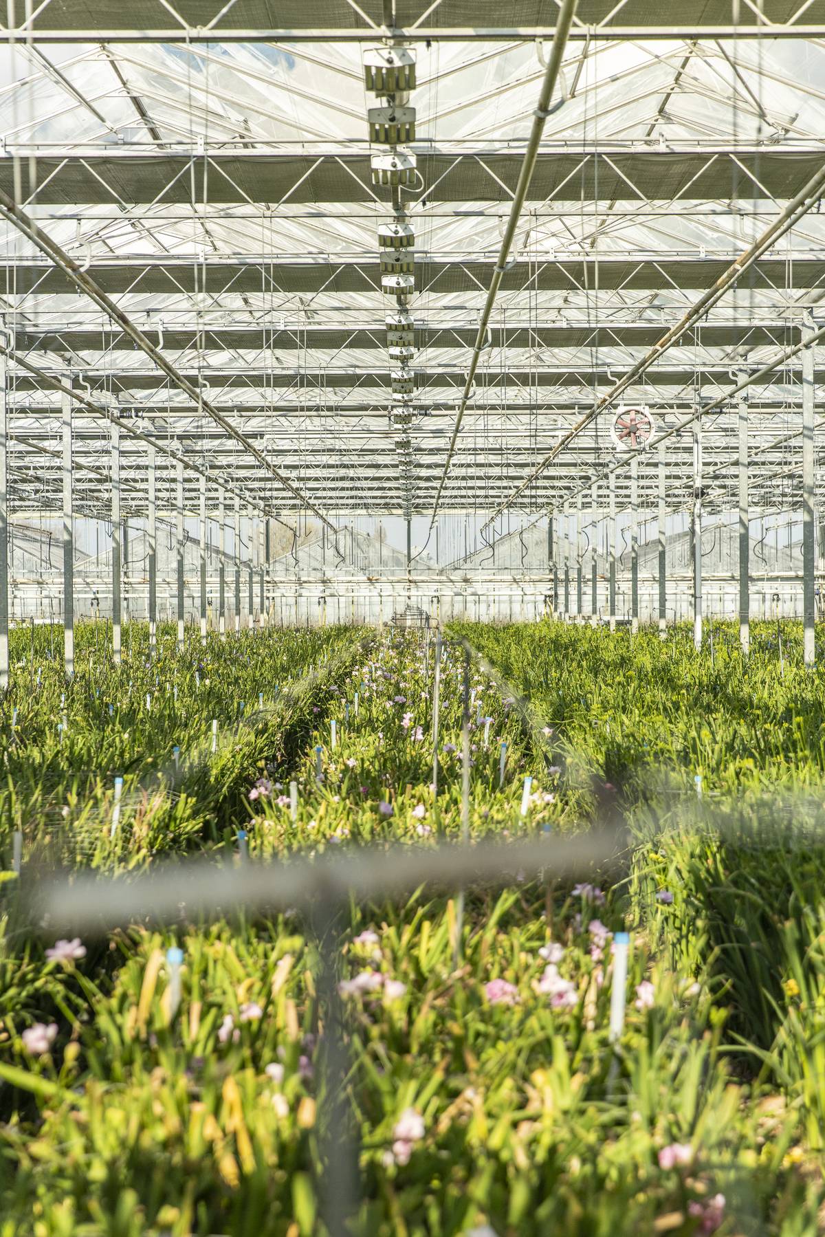Kijkje in de kas: Akerboom Freesia