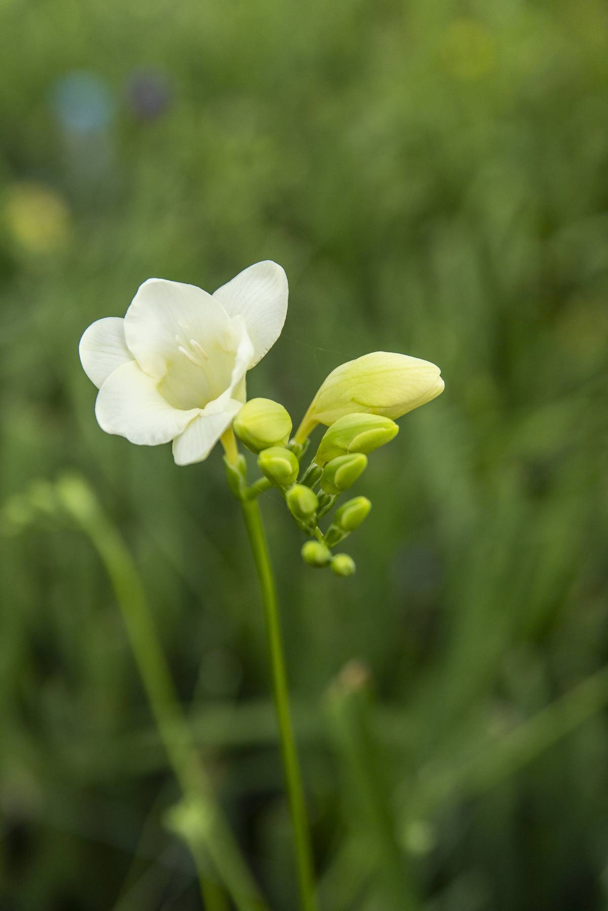 Akerboom Freesia