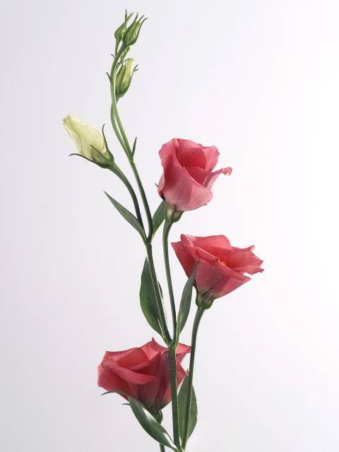 Lisianthus