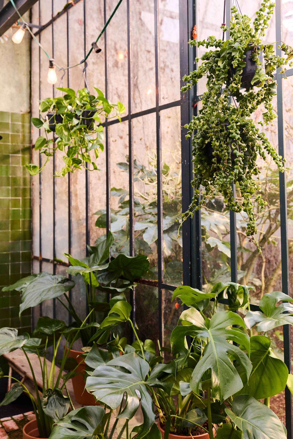 Hangplant