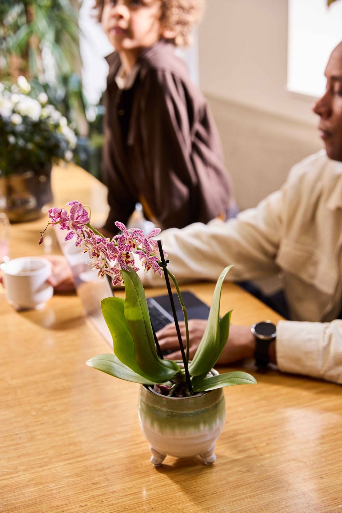 p-3_shot-Phalaenopsis