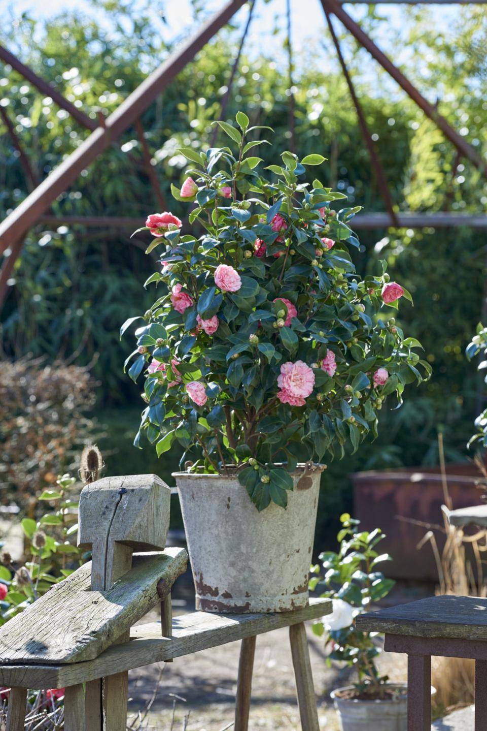 Camelia in pot