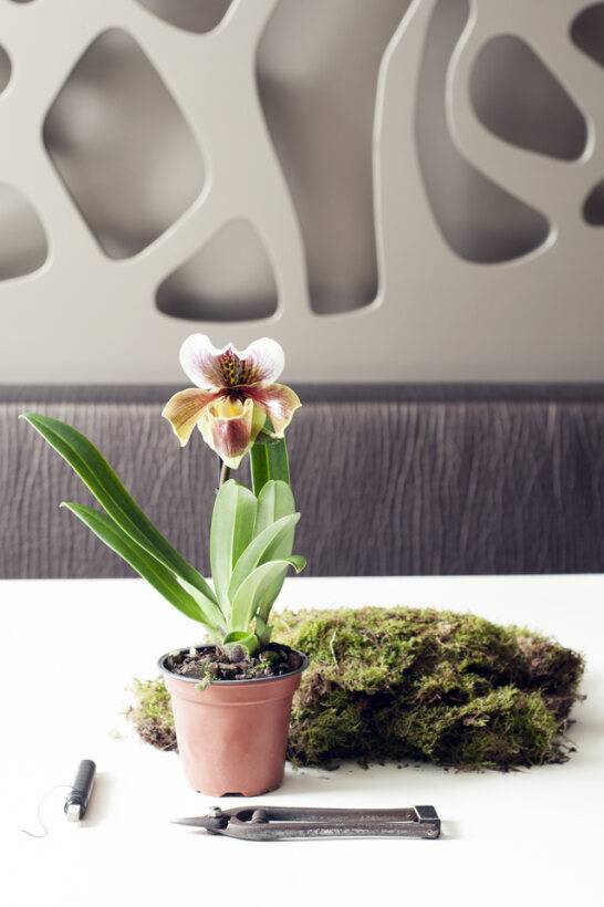 Paphiopedilum orchidee