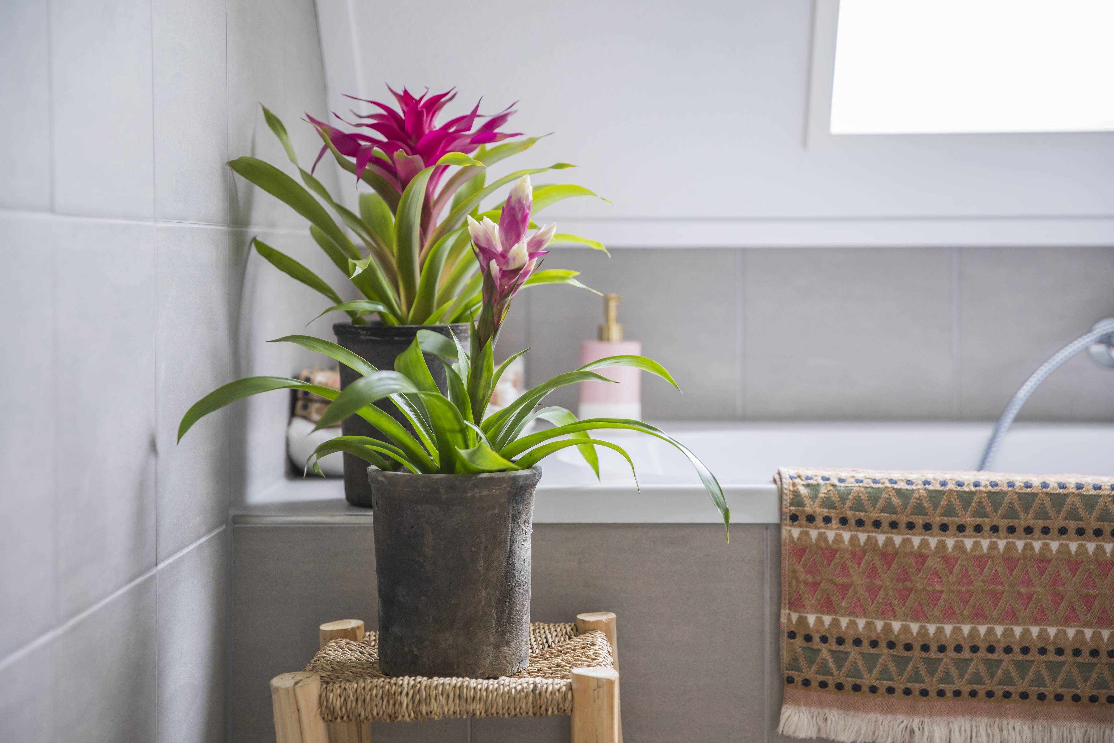 Bromelia Guzmania