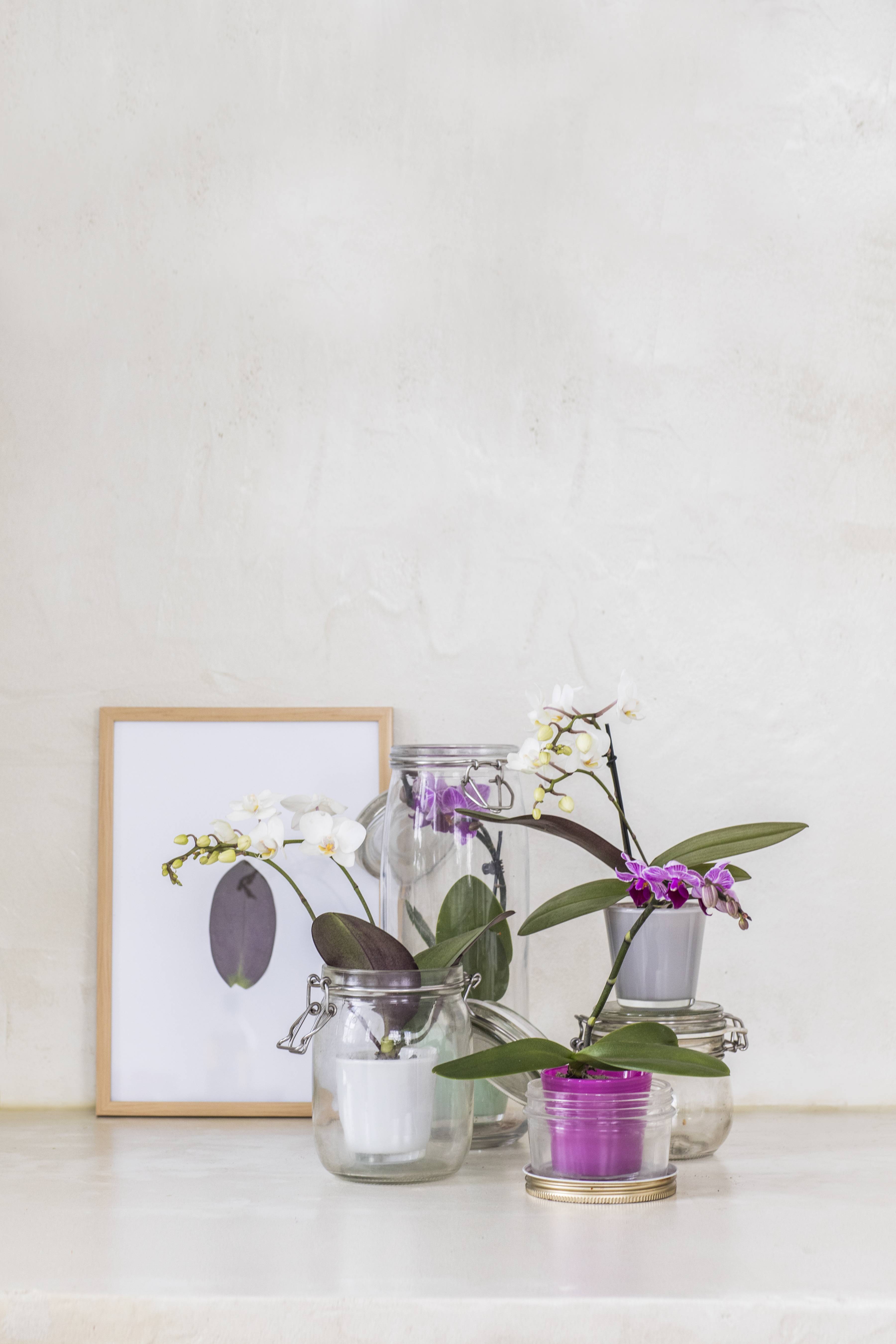 Phalaenopsis