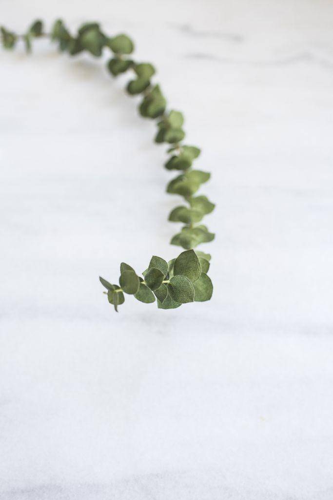 Eucalyptus