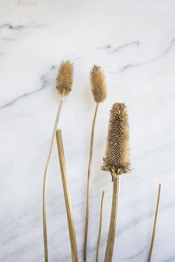 Distel