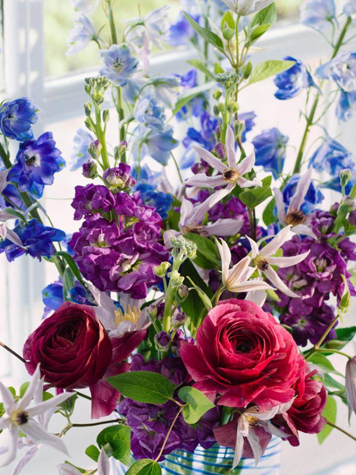 Delphinium