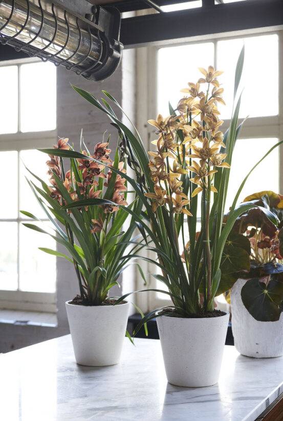 W10_Cymbidium