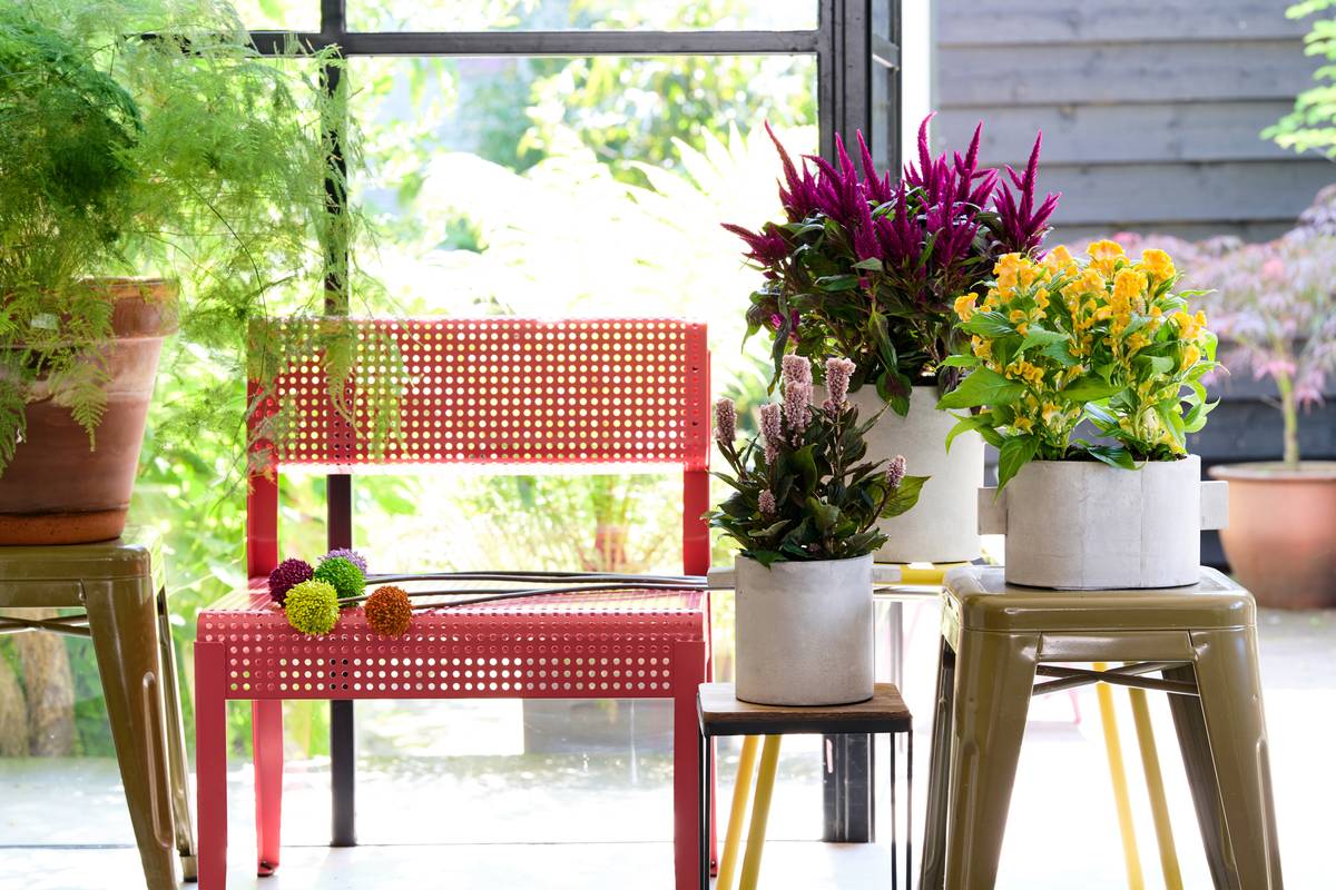 3 verschillende Celosia kamerplant op een tafel