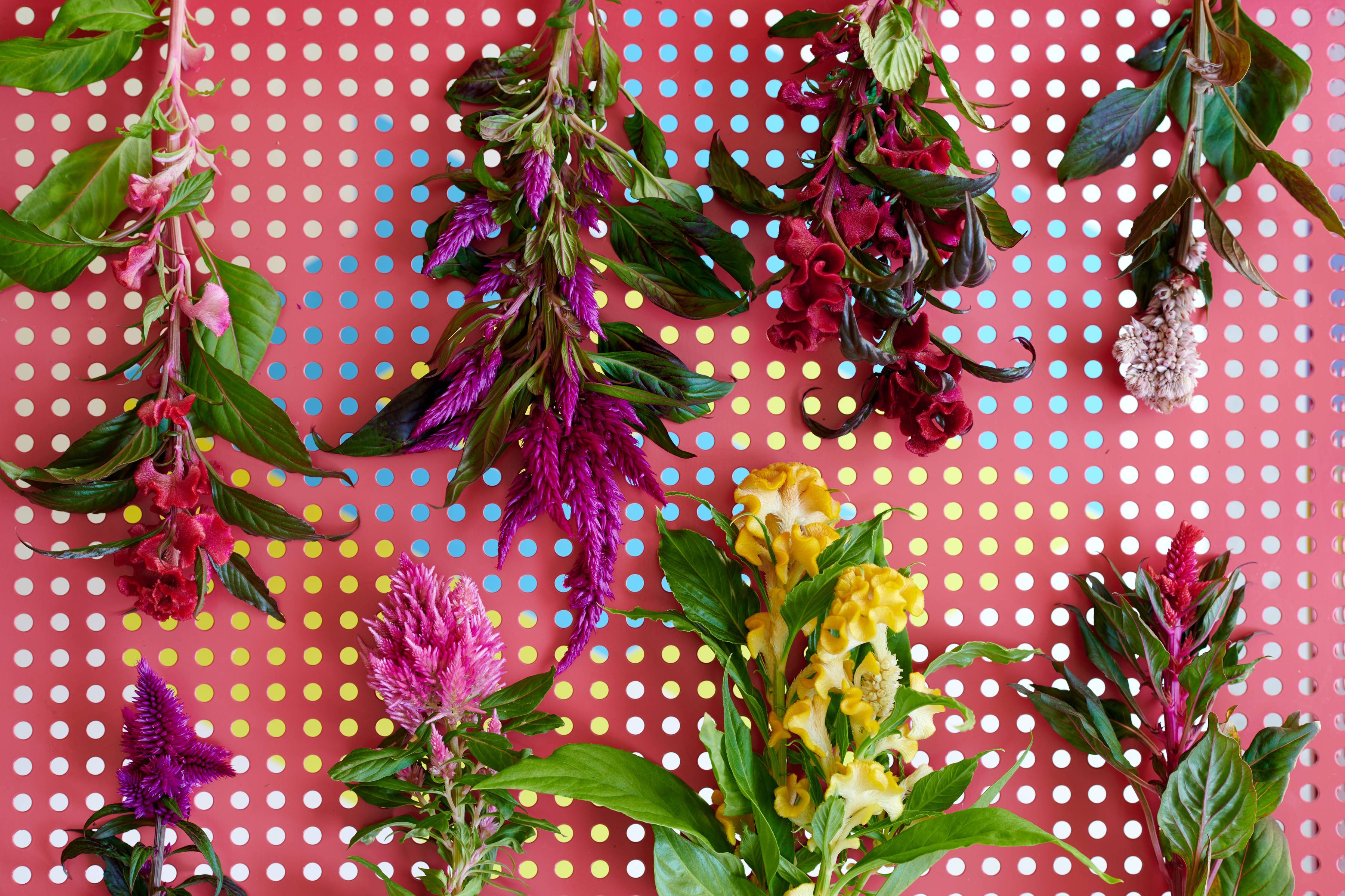 Celosia verschillende soorten