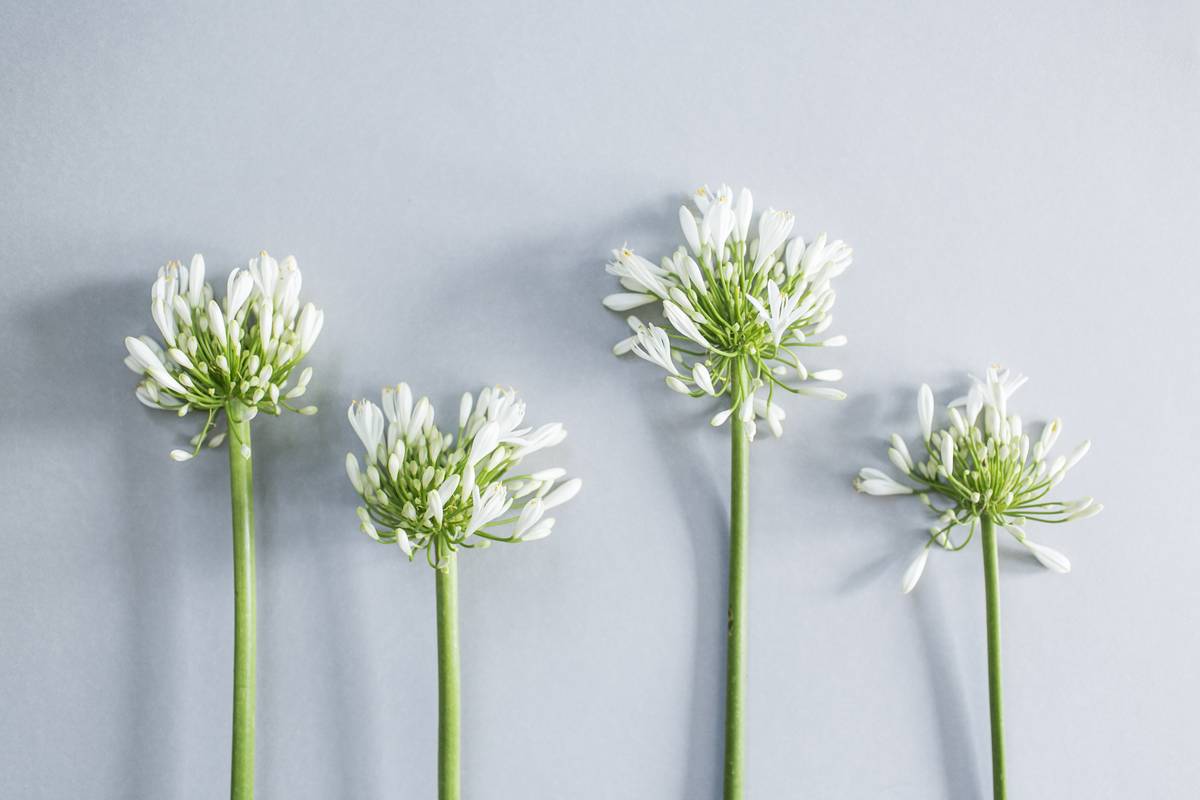 Witte Agapanthus op effen achtergrond